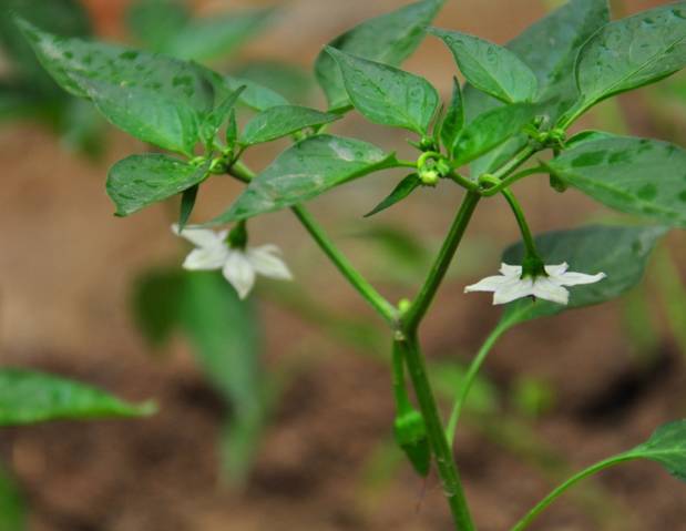 花果期:由于辣椒是持续开花座果型蔬菜,所以建议每隔7～10天用"乐