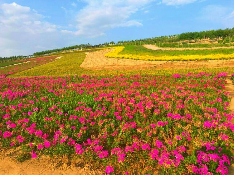 【头条】海原县城竟然是全宁夏休闲避暑最好的行都!