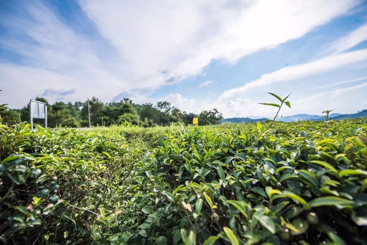 广西六堡茶,因原产于梧州市苍梧县六堡乡而得名,作为黑茶家族中的一图片