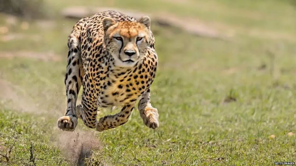 那个……你想要急支糖浆?…… cr:national geographic/bbc