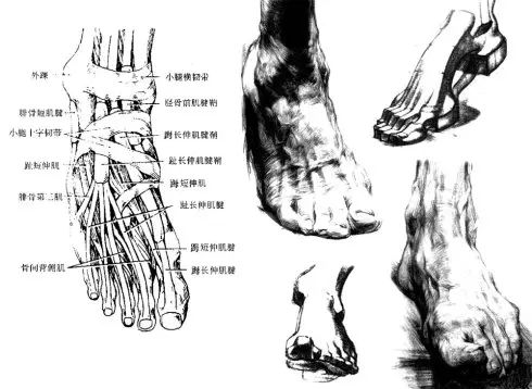 在体表结构中起作用的肌腱主要有:拇长伸肌,趾长伸肌,胫骨前肌腱,这几