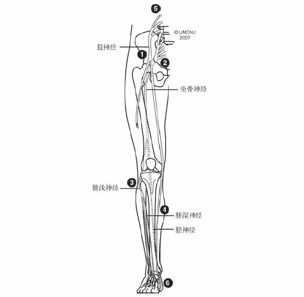 科技 正文  腰大肌卡压股神经 梨状肌或腘绳肌卡压坐骨神经 腓骨小头