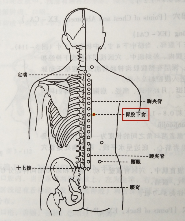 定喘,夹脊,胃脘下俞,腰眼,十七椎,腰奇 胃脘下俞 出自《备急千金要方