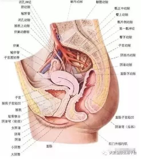 了解一下女性生殖健康知识吧!女人不要再为自己的无知