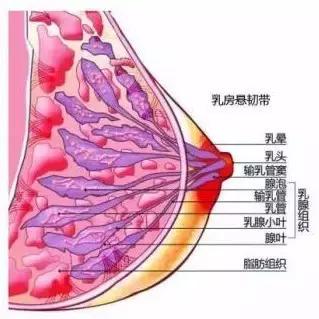 哺乳会造成乳房下垂no元凶是它