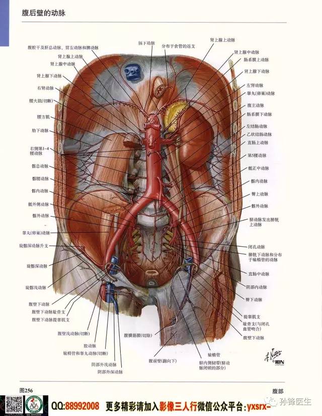医学干货|超高清的医学解剖图(上)