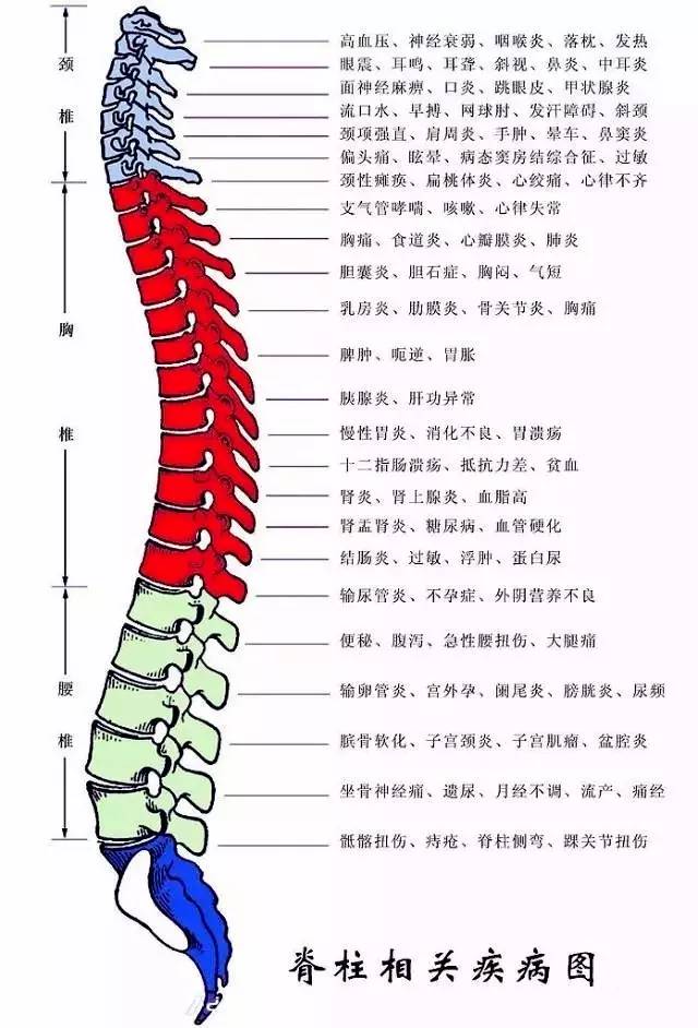 胸椎12节位示意图