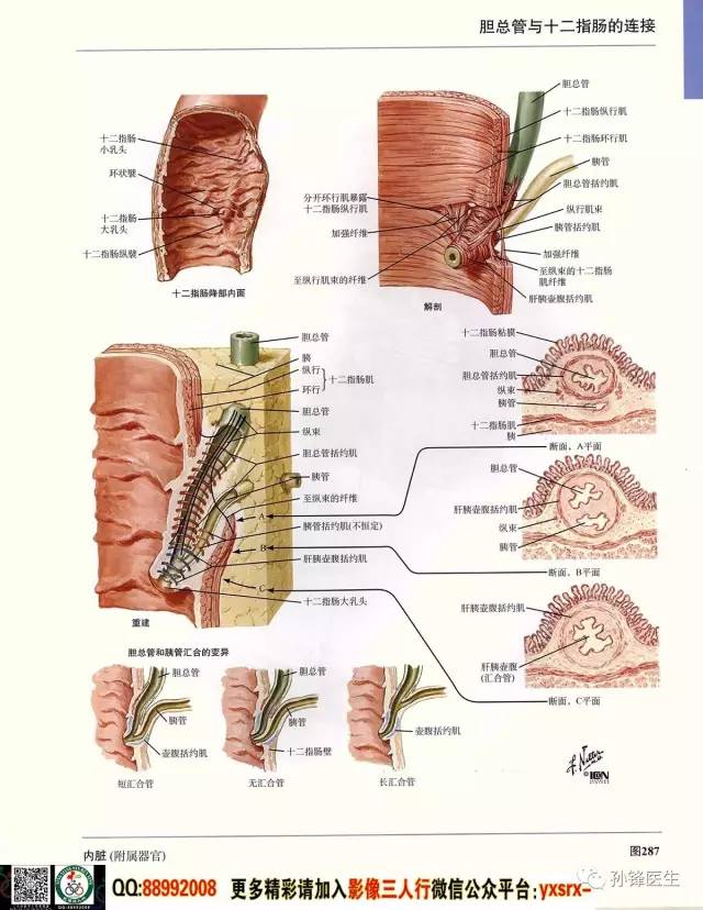 医学干货|超高清的医学解剖图(上)