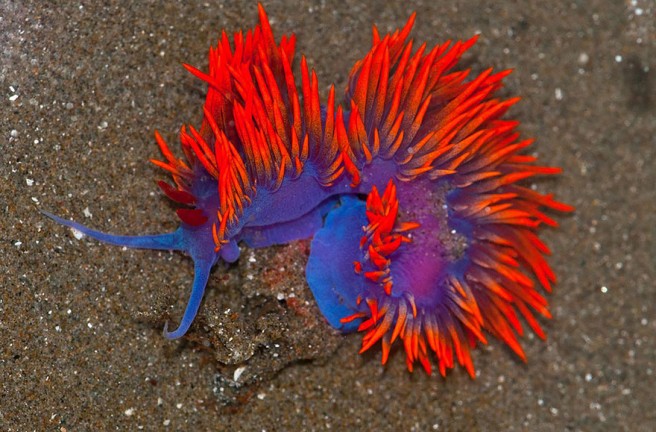 微距摄影照片:奇妙的海蛞蝓摄影