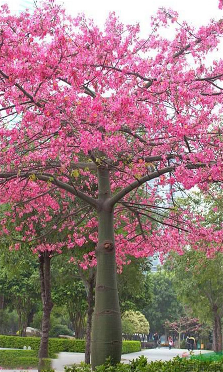 美人树，正名为:美丽异木棉，拉丁学名:Ceiba speciosa_搜狐旅游_搜狐网