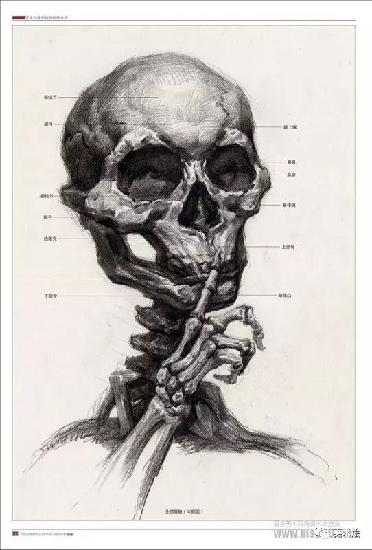 素描必看人物头骨肌肉与素描头像关系讲解