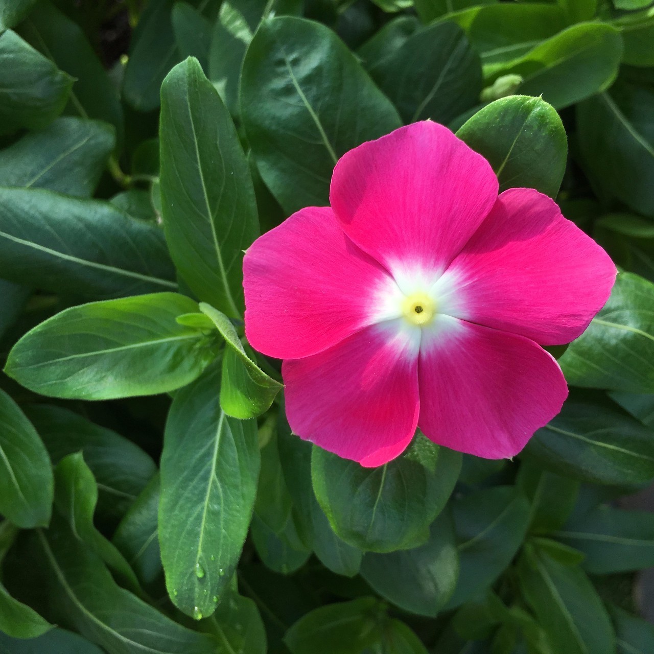 【专栏】东莞珊:2017长春花种植记录