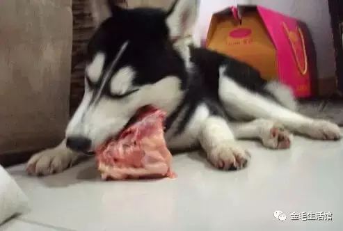 怎么让狗吃生肉