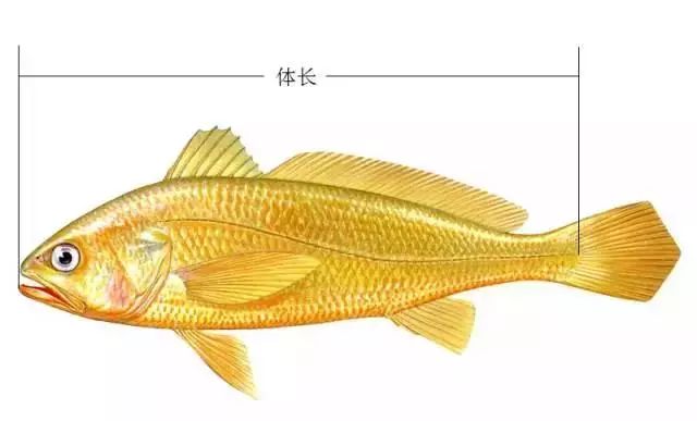 鱼体体长测量示意图(以小黄鱼为例)