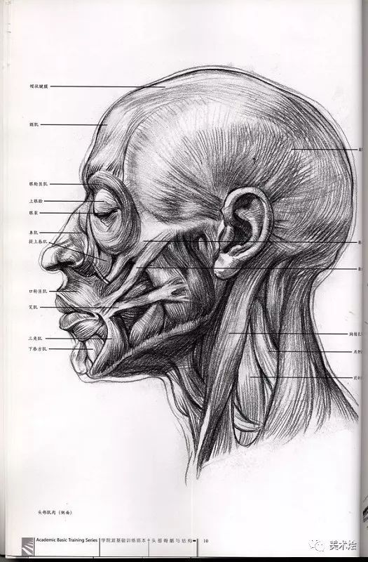 用两幅素描头像作品展示了结构与完整绘画的相关性,可以帮助我们在