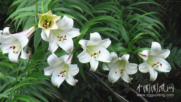 是那么纯洁如云 那花蕊 倾诉着自己的唯一 寂寞的山谷里 野百合静静地