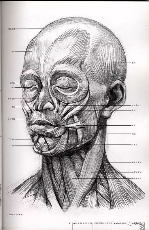 素描必看人物头骨肌肉与素描头像关系讲解