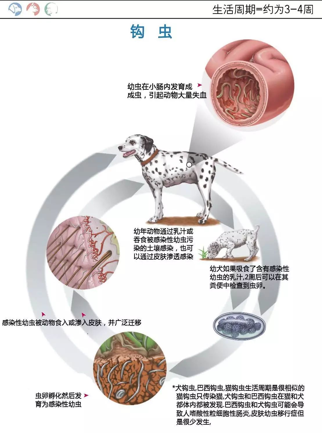 宠物体内寄生虫精选彩色图谱