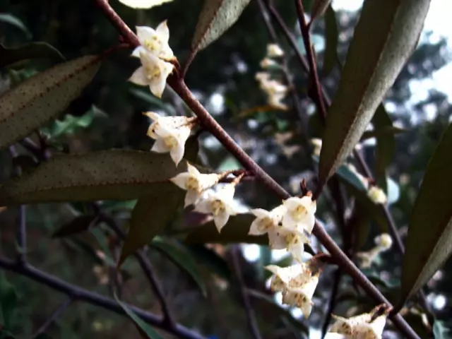 胡颓子盆栽为何只开花不坐果?