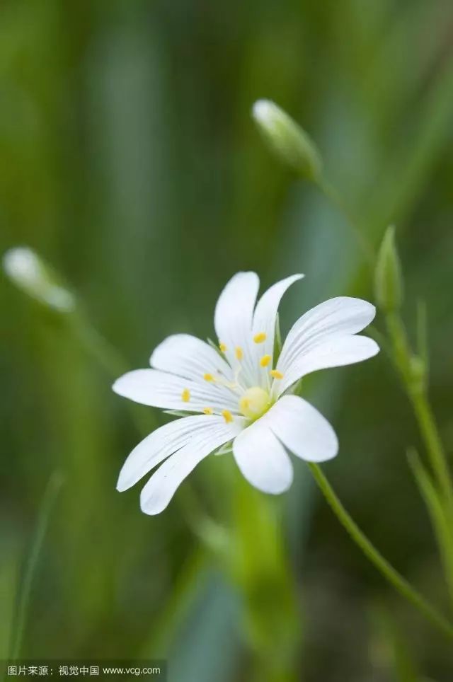 【识花】繁缕