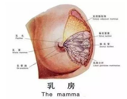 《疡科心德集》中是这样描述的"有乳中结核,形如丸卵,不疼痛,不发