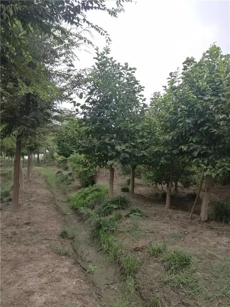 惊爆|上海50亩苗圃征迁 苗木低价处理!