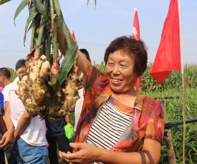 在昌邑北孟镇杜卢村卢俊花的大姜地块前,在观摩者的亲眼