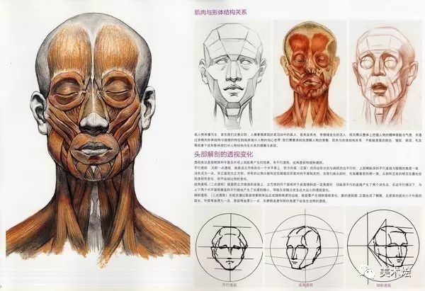 素描必看人物头骨肌肉与素描头像关系讲解