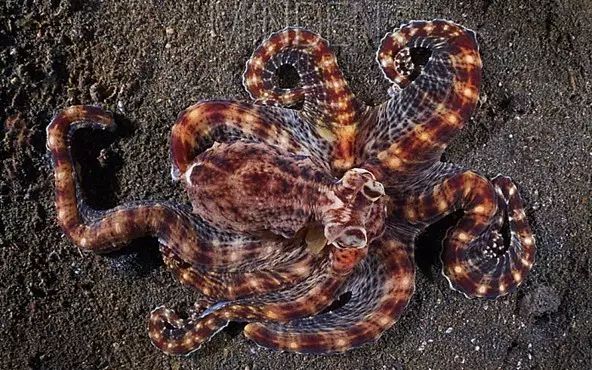 这只章鱼真是个戏精