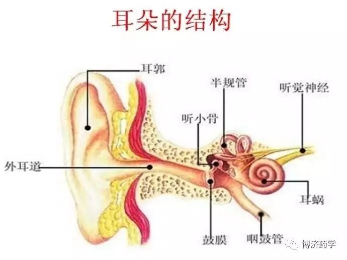 耳朵的结构(图片来源网络)