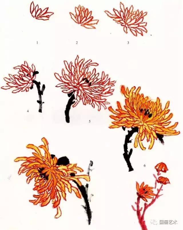 高清菊花画