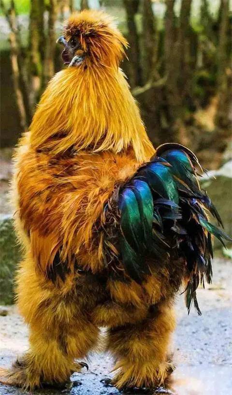 世界上最漂亮的鸡,比孔雀还美!大开眼界!