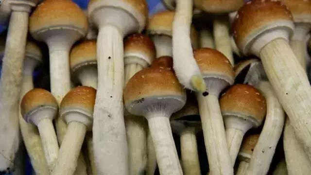 而是一种被禁的毒蘑菇,psilocybin mushroom(迷幻蘑菇)