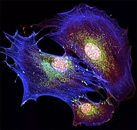 俞清(中科院上海生物化学与细胞生物学研究所) 起搏样细胞 姬瑞娟(第