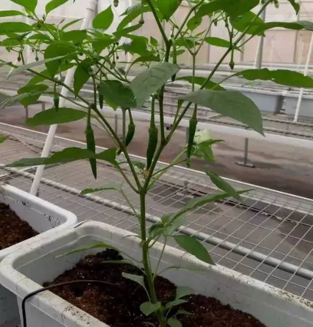 气候条件及栽培时间等,这种盲目的种植行为,极容易引起辣椒生长不良或