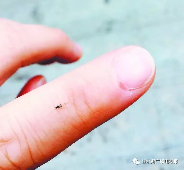 告诉记者,市民称小飞虫为"小咬"并不准确,因为这种小飞虫并不咬人,是