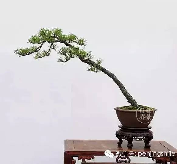 赵庆泉作品《清影》(黑松)