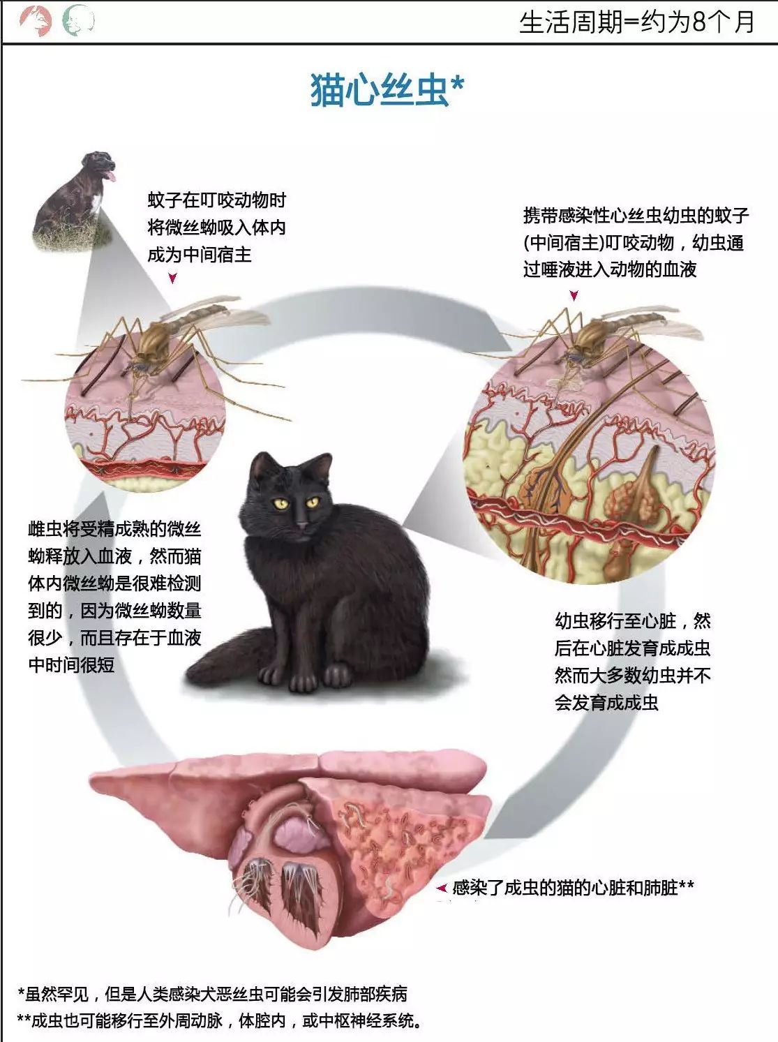 这个太赞了宠物体内寄生虫彩色图谱精选