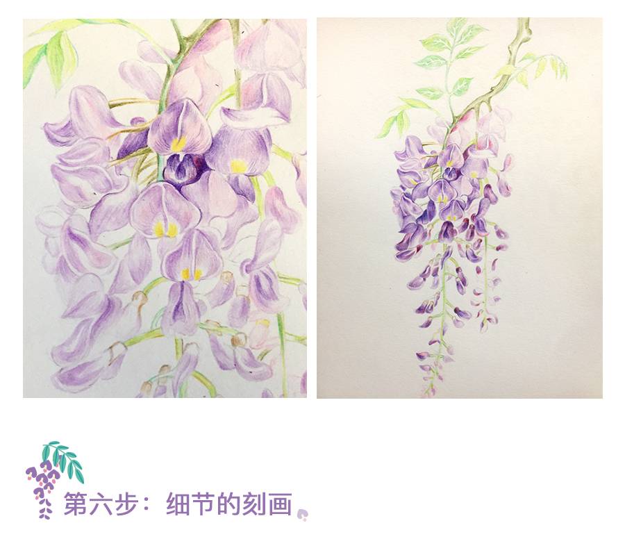 彩铅插画:紫藤如何绘制?〔教程〕