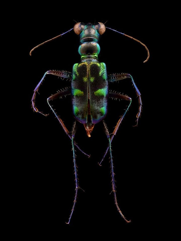 虎甲 tiger beetle   cicindelinaesp.)