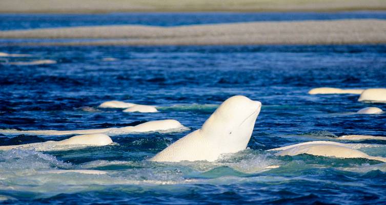 白鲸是生活在北极圈内的海洋动物,对生存的环境要求很严苛,在自然