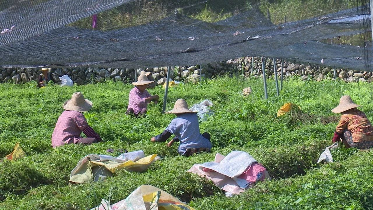 新闻预览我县大力发展中药材种植促进农民增收致富