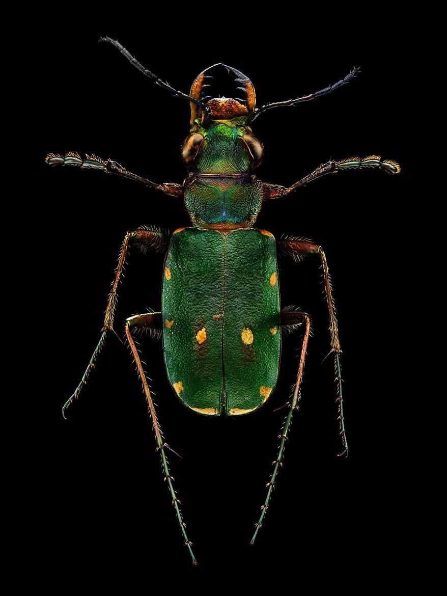 绿虎甲 green tiger beetle( cicindela campestris