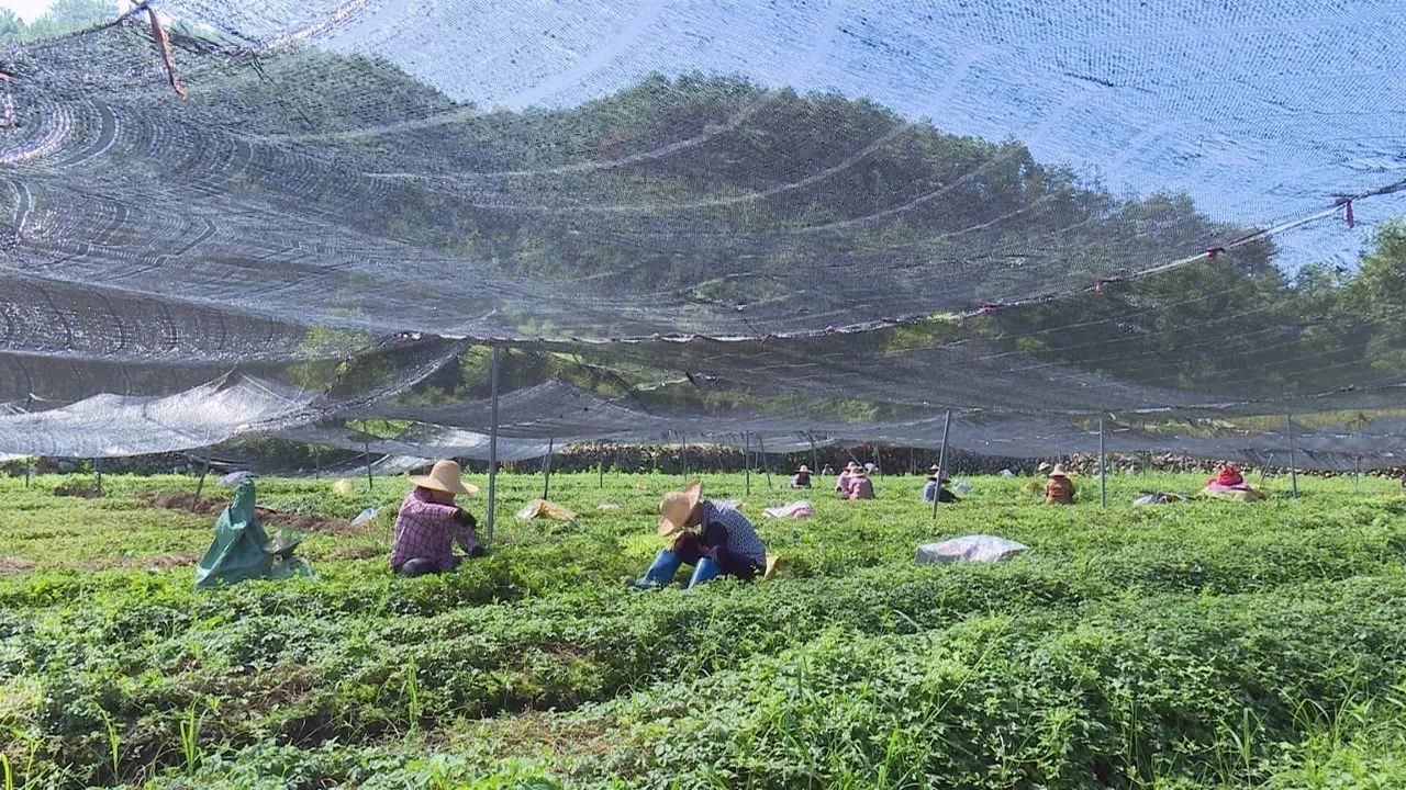 新闻预览我县大力发展中药材种植促进农民增收致富