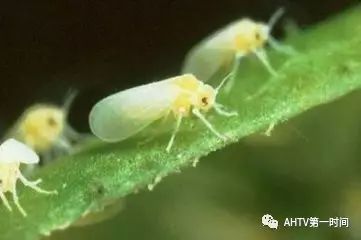 宿州:白色絮状小飞虫漫天飞,一不小心入口眼!到底是啥