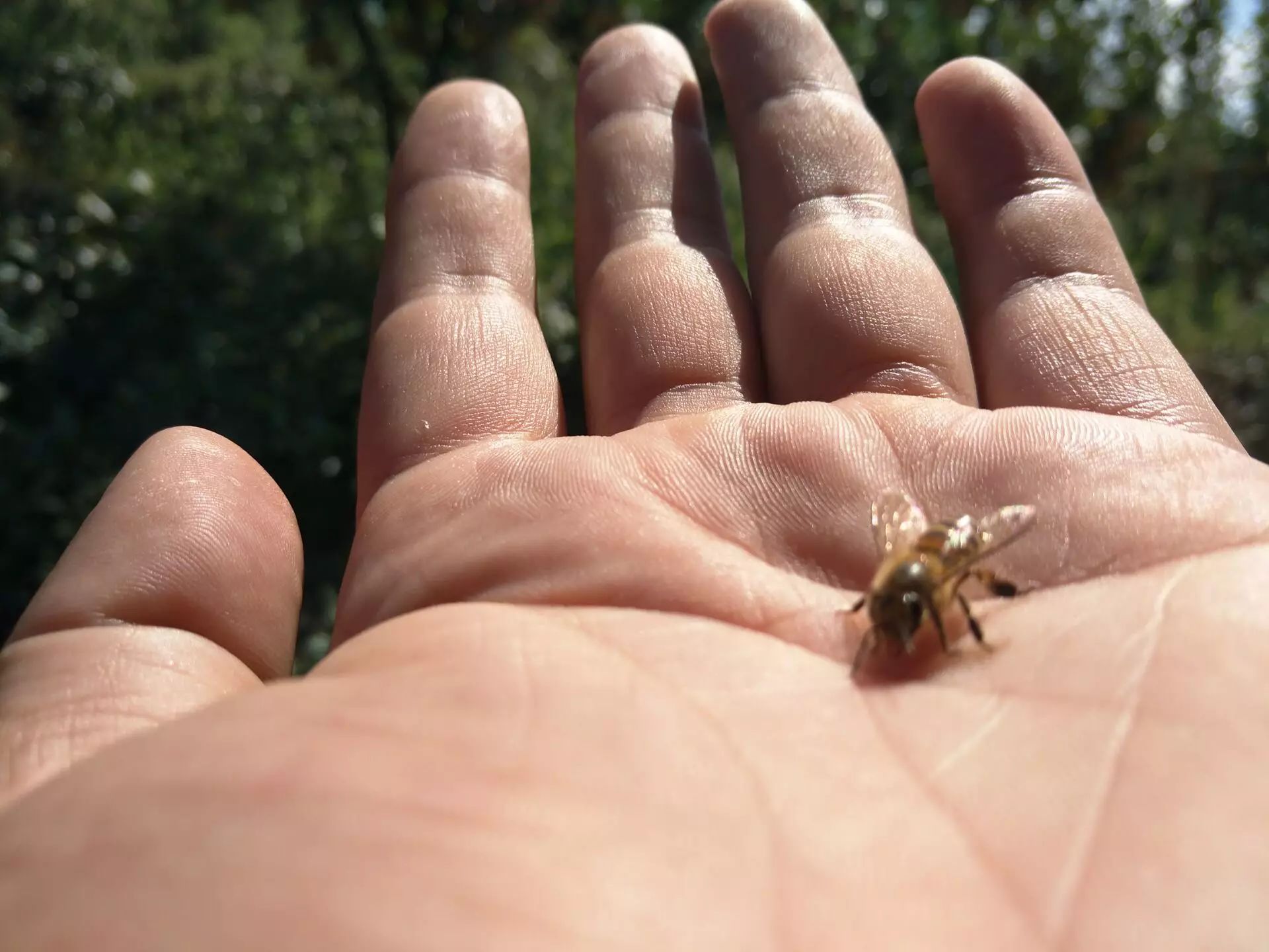 因为吃过梨,手上有糖的芬芳,小蜜蜂被告吸引过来了.