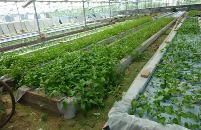 水培蔬菜怎么种植?