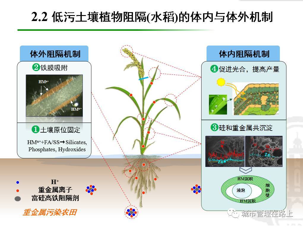 机理研究"重金属固定剂的修复功能研究"和"高污土壤植物稳定修复