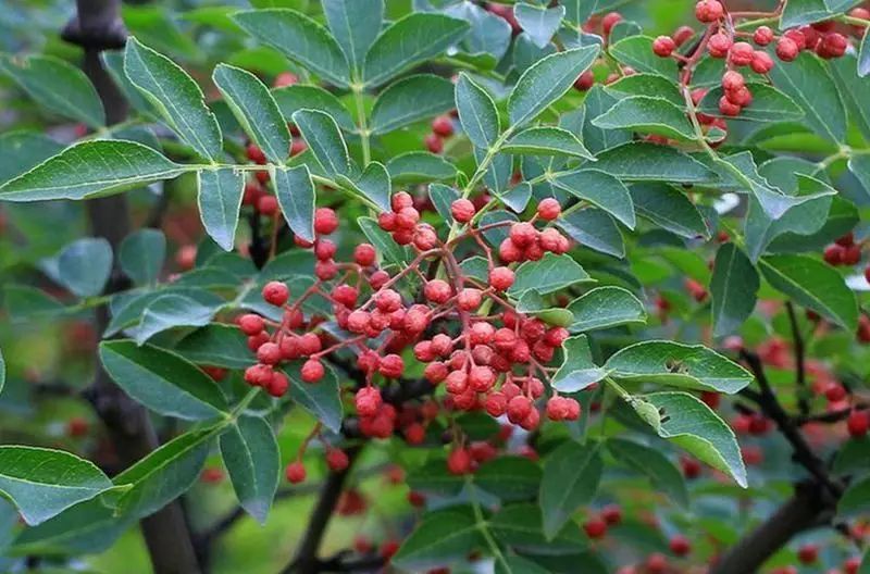 花椒,是芸香科花椒属植物,在我国有着非常悠久的历史.