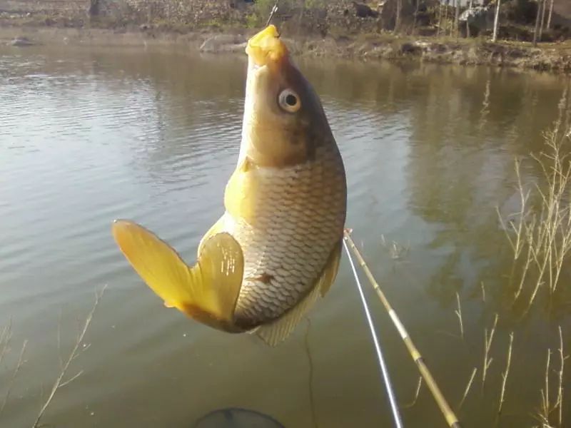 【趣味鱼塘】秋季钓鲤鱼,四点技巧助你鱼获多多!